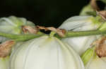 Weak-leaf yucca